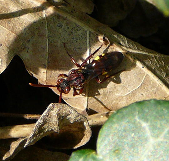 Wespenbiene - Nomada cf. striata