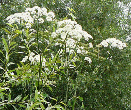 Wiesen-Brenklau - Heracleum sphondylium