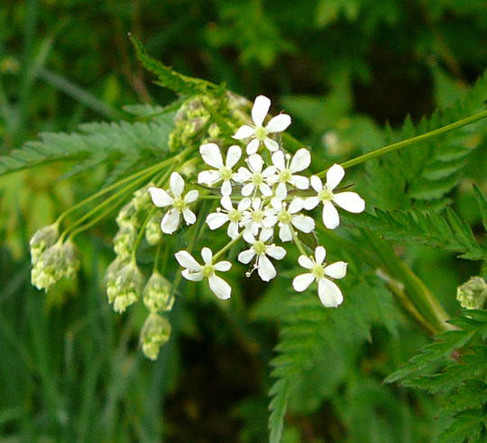 Wiesen-Kerbel - Anthriscus sylvestris