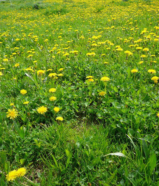 Wiesen-Lwenzahn - Taraxacum sect. Ruderalia