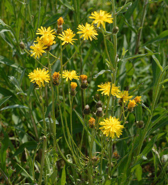 Wiesen-Pippau - Crepis biennis