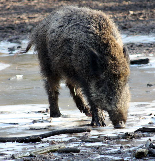 Wildschwein