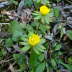 Winterling - Eranthis hyemalis 