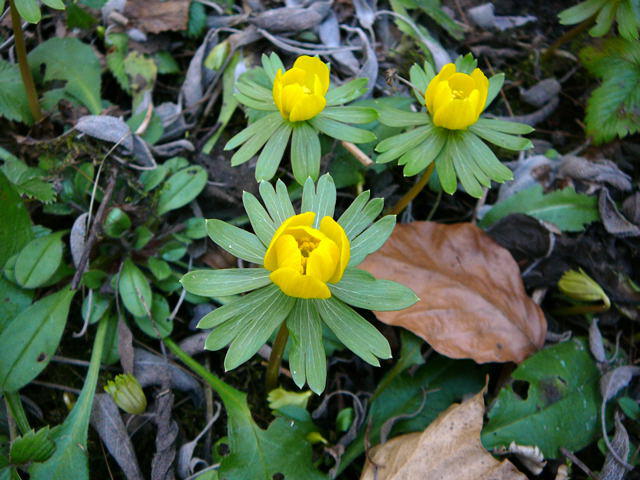 Winterling - Eranthis hyemalis 