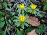 Winterling - Eranthis hyemalis 