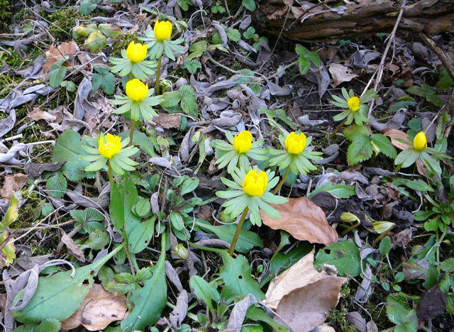 Winterling - Eranthis hyemalis 