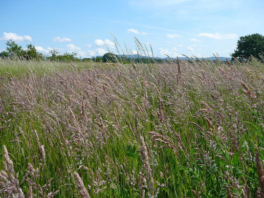 Wolliges Honiggras - Holcus lanatus