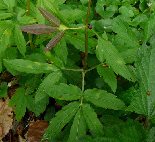 Zwiebel-Zahnwurz - Cardamine bulbifera